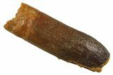 Fossil Sauropod Dinosaur (Titanosaur) Tooth - Morocco #298715-1